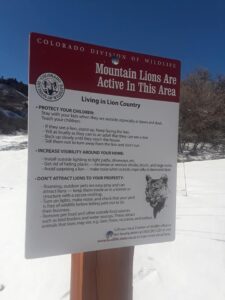 roxborough-state-park-mountainlions-1