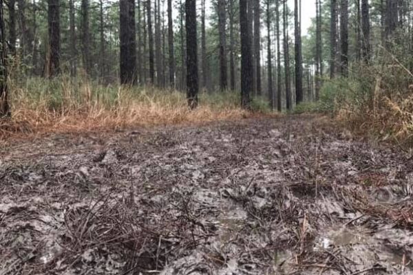 Mississippi 50 Mile Trail Run