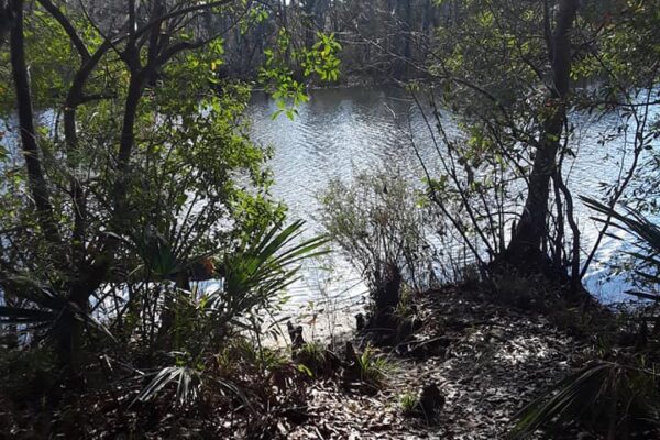 50k Run at UWF Trails