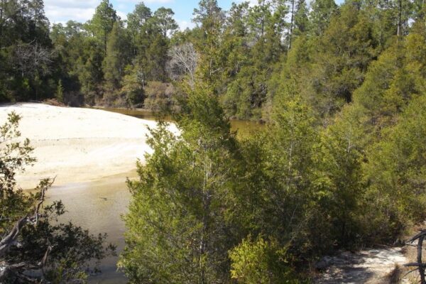 Cottonmouth 100 – Nov. 14, 2015 – Marathon #12 (50 miles)