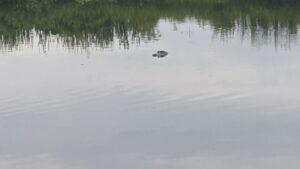 IMG_20200605_074000_MP