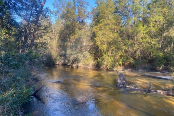 Morning Trail Run #81 – Hwy 90 to Bear Lake